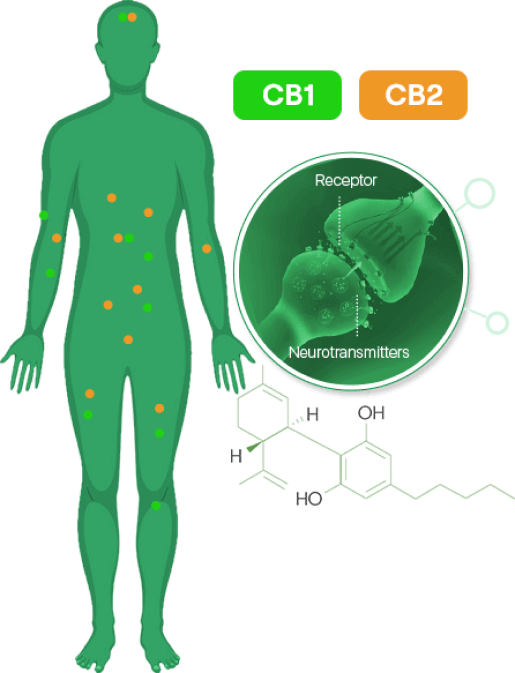 how hemp works